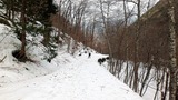 西穂高岳 西尾根 積雪期 冬季 バリエーションルート 登山 P3300486