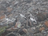 南アルプス 縦走 白峯南嶺 (青薙山～広河内岳) ～ 蝙蝠岳 DSCN5116