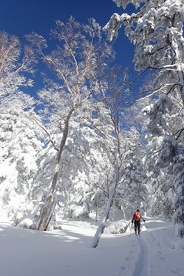 青空と樹林のコントラストが美しい 焼岳 上堀沢 滑降 山スキー バックカントリー