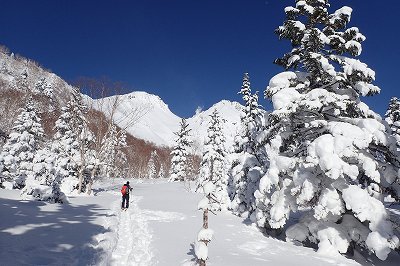 台地から望む焼岳 焼岳 上堀沢 滑降 山スキー バックカントリー
