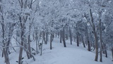 氷ノ山 わさび谷 IMGP1864