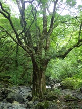 弥山川 鉄山 沢登り IMGP1534