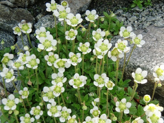 雲間草 奥穂高岳 白出沢-奥穂-涸沢岳西尾根 縦走