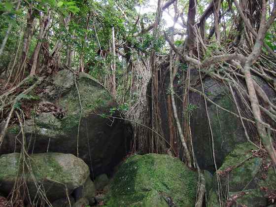 岩を覆うガジュマルの樹 屋久島 宮之浦岳 永田岳 縦走